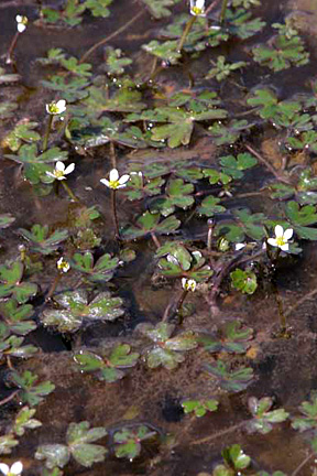 Three-lobed Crowfoot